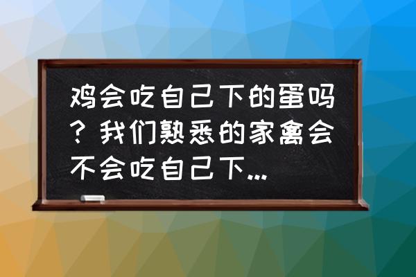 鸡窝鸡蛋正宗做法 鸡会吃自己下的蛋吗？我们熟悉的家禽会不会吃自己下的蛋，为什么？