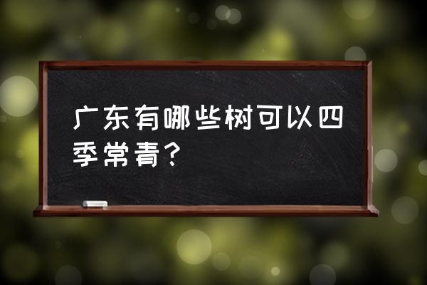 四季龙眼盆栽种植方法 广东有哪些树可以四季常青？