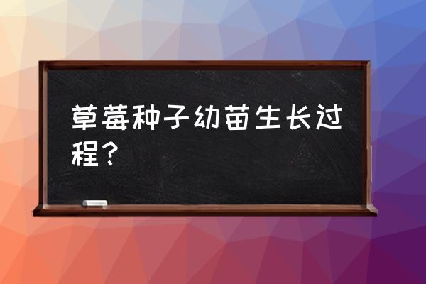 草莓从育种到种植方法全过程 草莓种子幼苗生长过程？