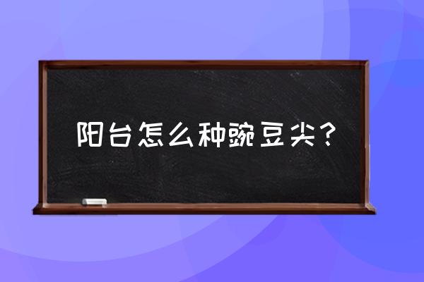 怎么在阳台种豌豆 阳台怎么种豌豆尖？