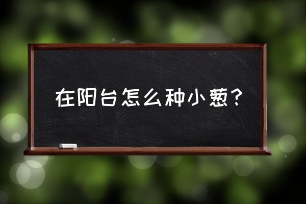 阳台种葱时间和方法 在阳台怎么种小葱？