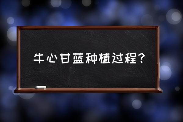 牛心菜的生长条件和种植技术 牛心甘蓝种植过程？